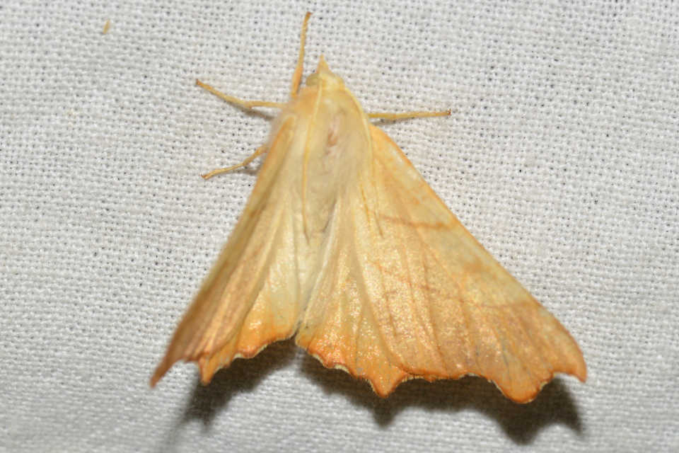 Ennomos fuscantaria - kőris-levélaraszoló