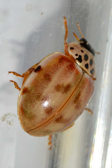 Harmonia quadripunctata - négypettyes katica