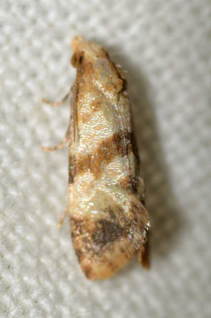 Phalonidia contractana - pipitér-fúrómoly