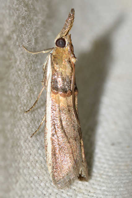 Etiella zinckenella - akácmoly