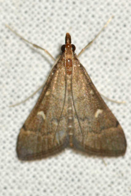 Dolicharthria punctalis - hosszúlábú tűzmoly