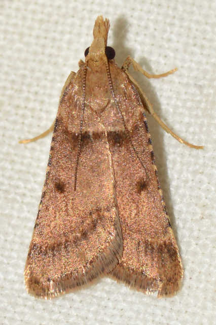 Stemmatophora brunnealis - barna fényilonca