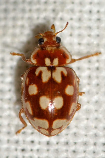 Myrrha octodecimguttata - tizennyolccseppes füsskata