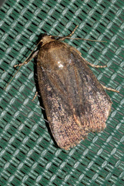Amphipyra tragopoginis - bakszakállbagoly