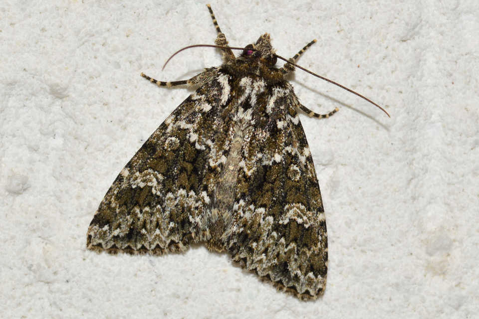 Polymixis polymita - kankalin-tarkabagoly