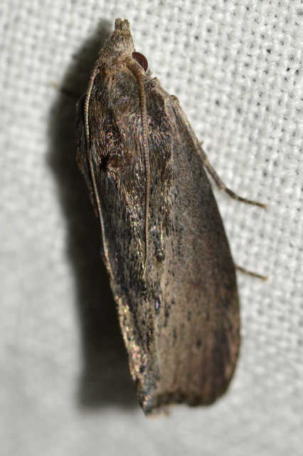 Galleria mellonella - nagy viaszmoly