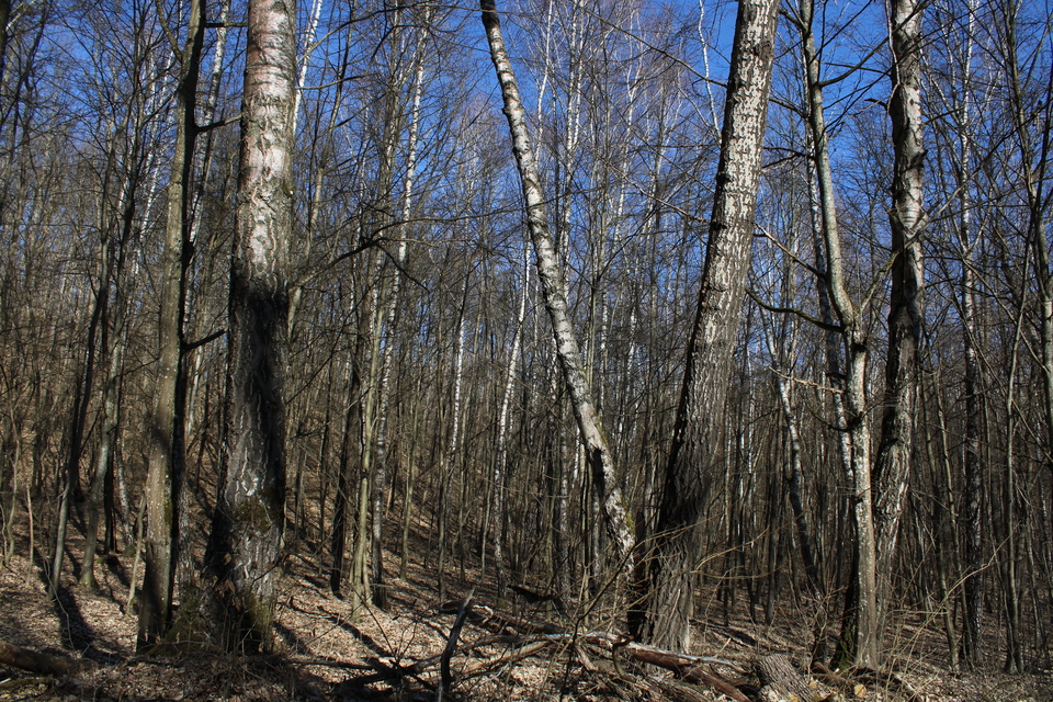 Archiearis parthenias - nagy nappaliaraszoló