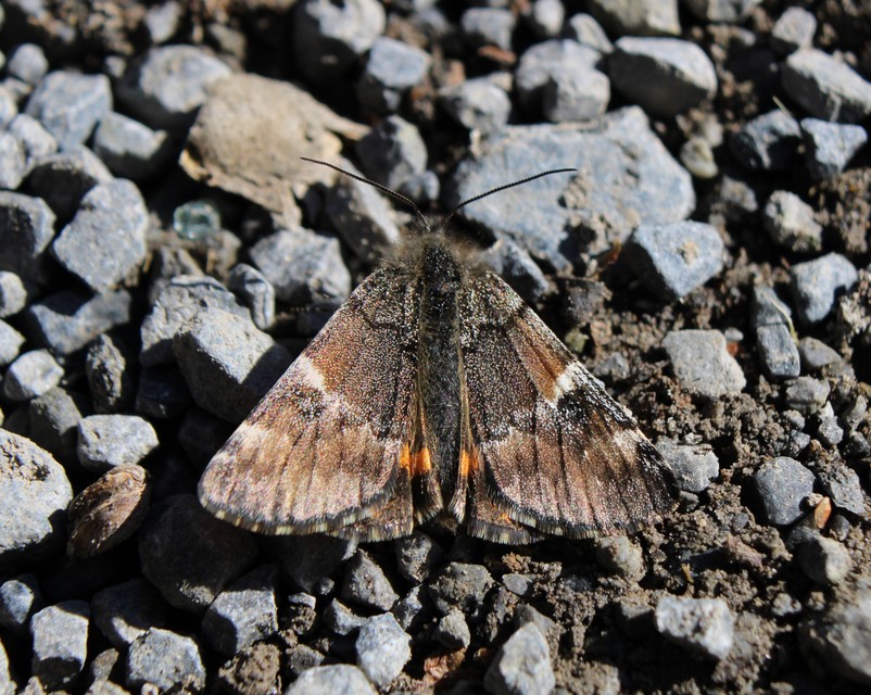 Archiearis parthenias - nagy nappaliaraszoló