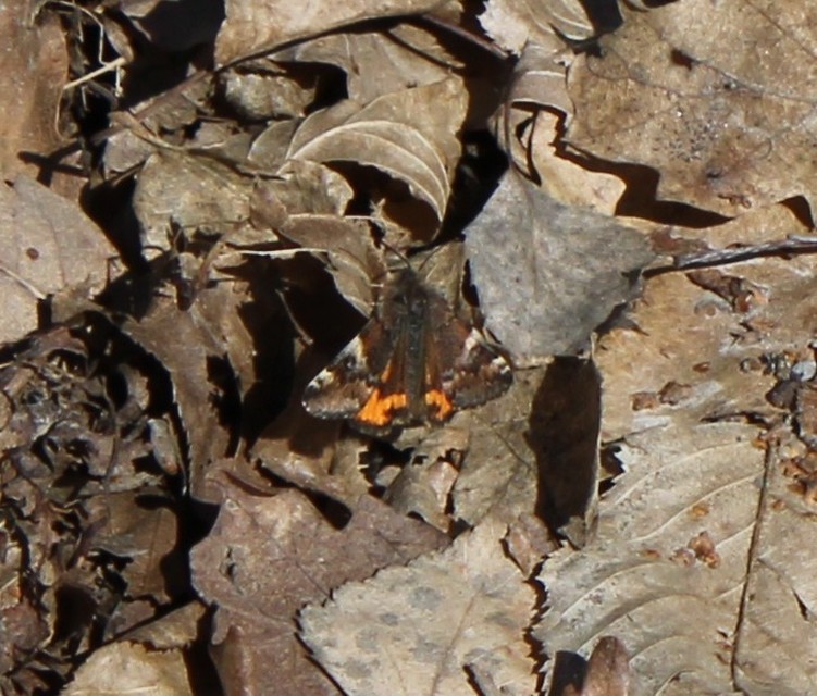 Archiearis parthenias - nagy nappaliaraszoló