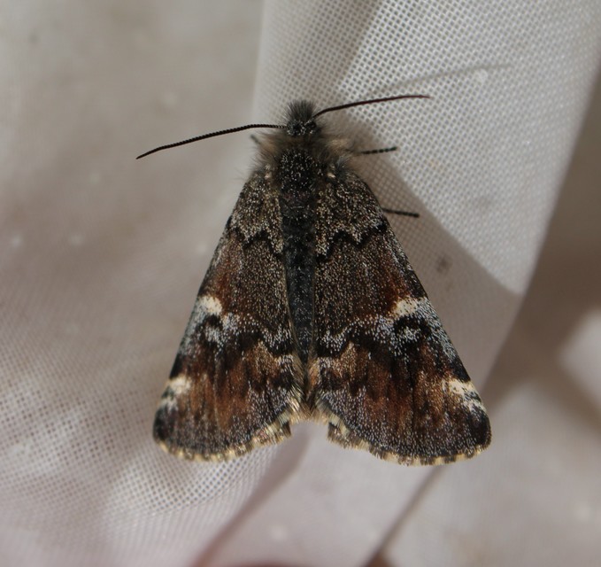 Archiearis parthenias - nagy nappaliaraszoló