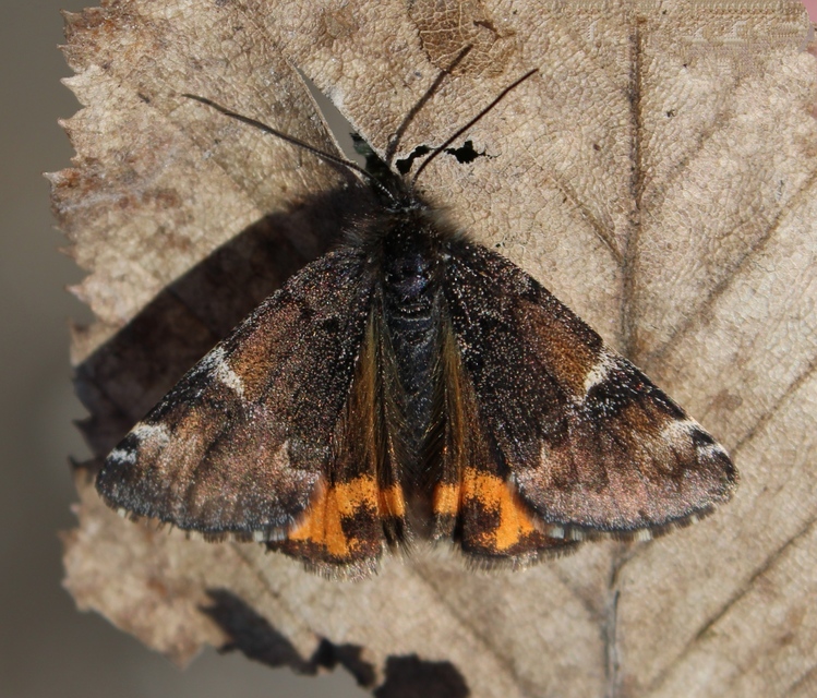 Archiearis parthenias - nagy nappaliaraszoló