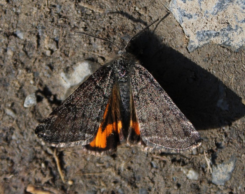 Boudinotiana notha - vörhenyes nappaliaraszoló