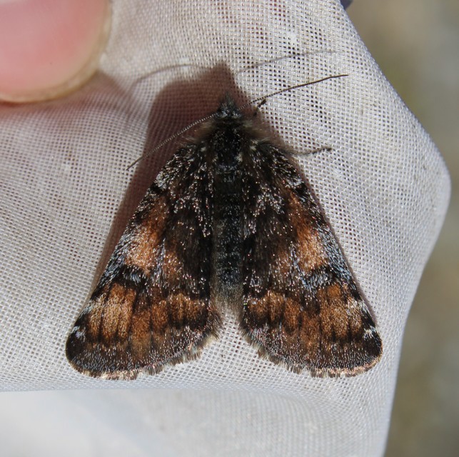 Archiearis parthenias - nagy nappaliaraszoló