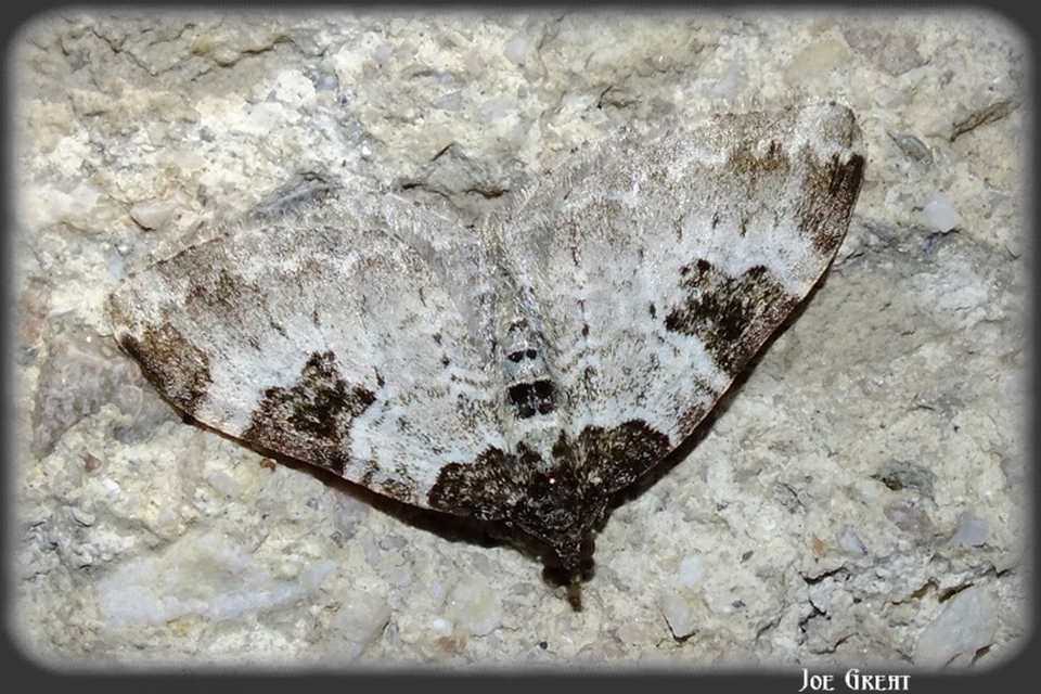 Xanthorhoe fluctuata - közönséges tarkaaraszoló