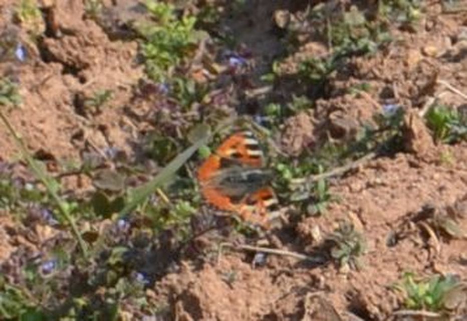Nymphalis urticae - kis rókalepke