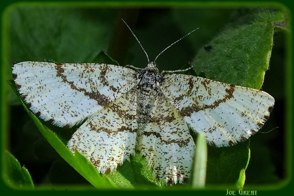 Ematurga atomaria - barna rétiaraszoló