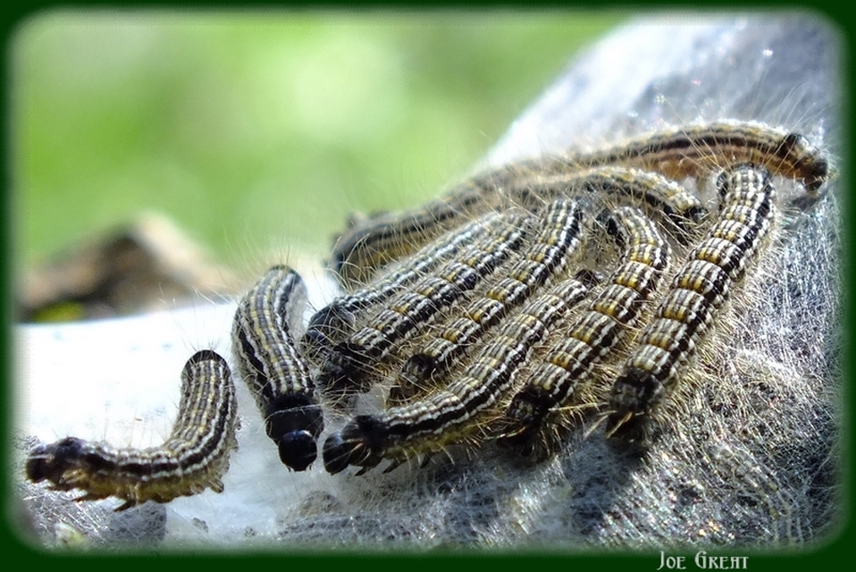 Malacosoma neustria - gyűrűsszövő
