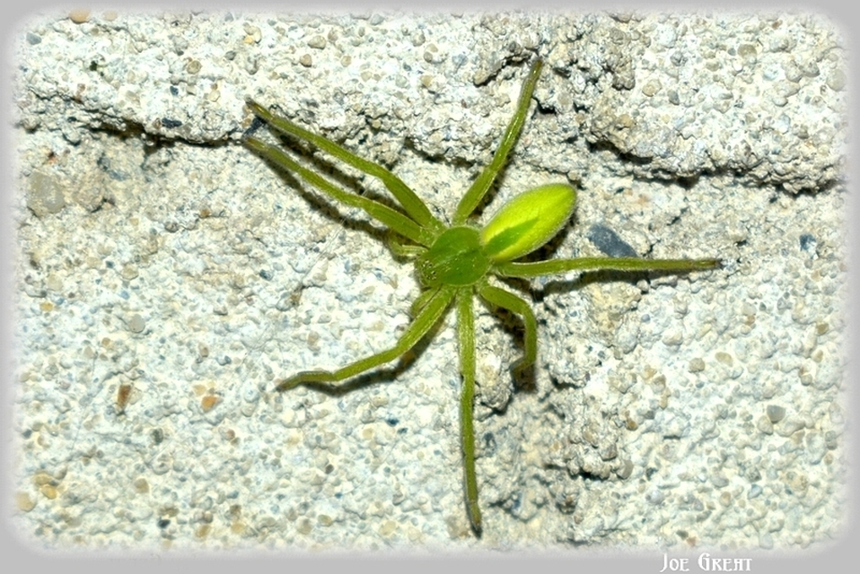 Araneae - Pókok