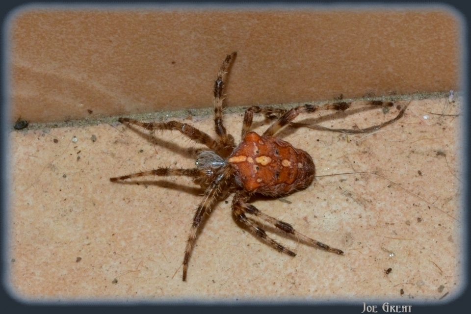 Araneae - Pókok