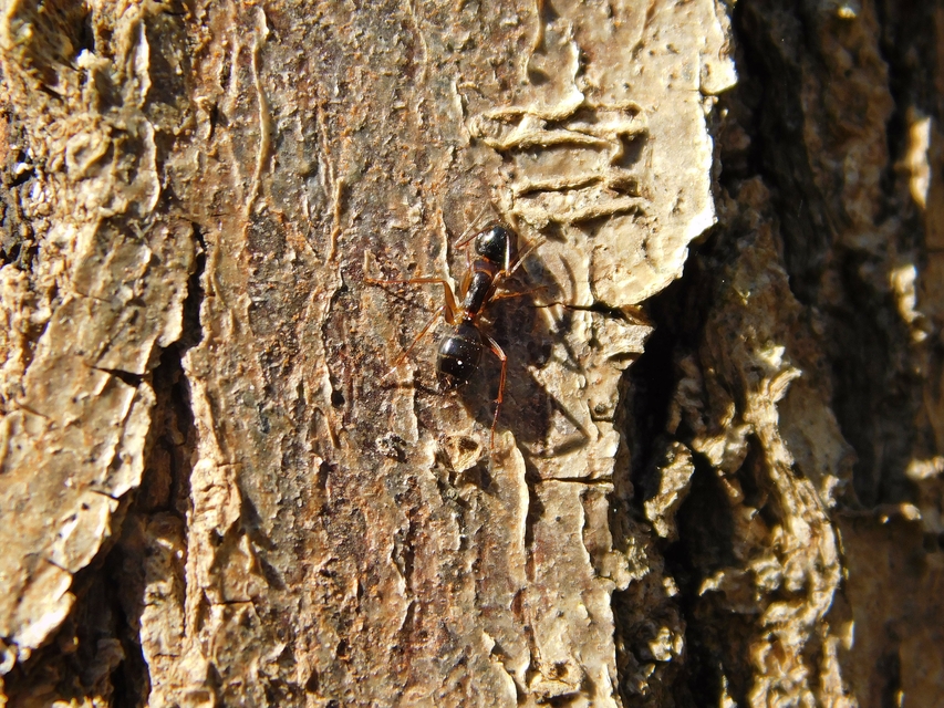 Camponotus fallax - ligeti lóhangya
