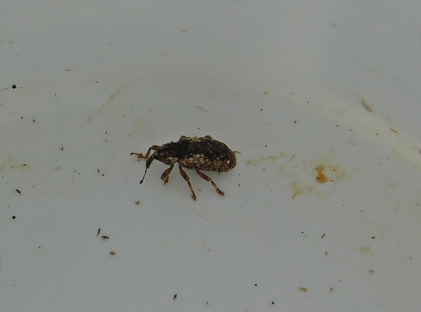 Dorytomus ictor - szegélyes hangormányos