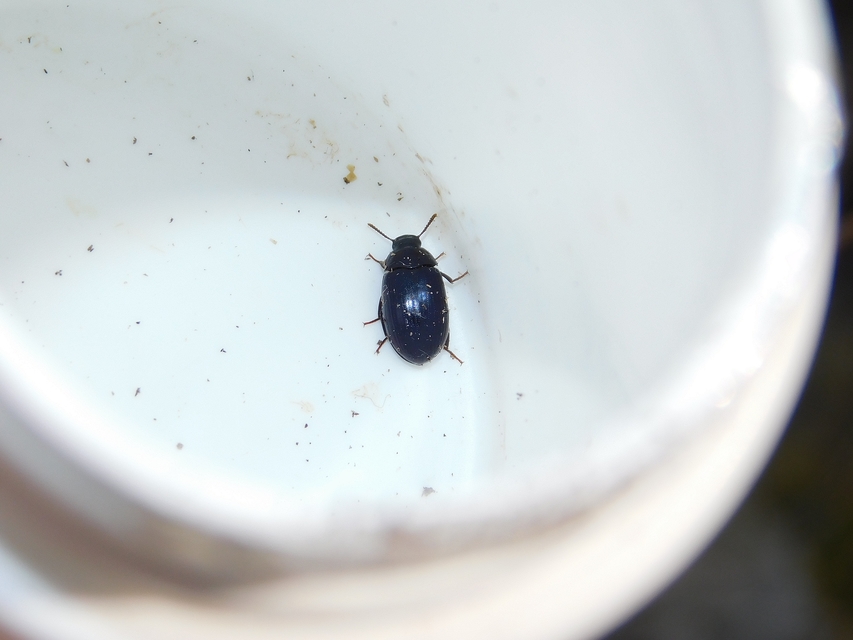 Platydema violaceum - fémkék taplóbogár