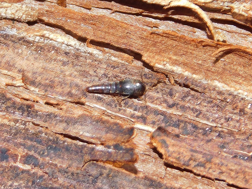 Sepedophilus testaceus - szurokszínű pihésholyva Sepedophilus testaceus - szurokszínű pihésholyva