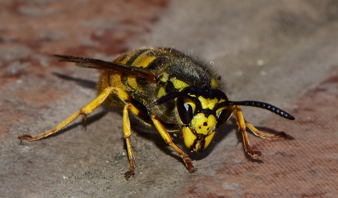 Vespula germanica - német darázs