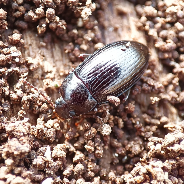 Nalassus dermestoides - rövidszárnyú gyászbogár