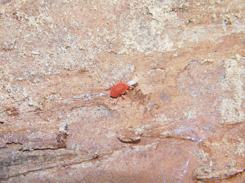 Allothrombium