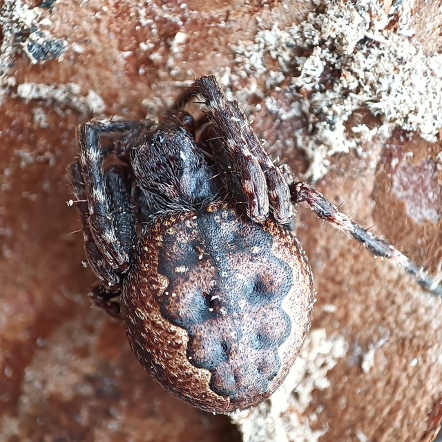 Nuctenea umbratica - közönséges rés-keresztespók