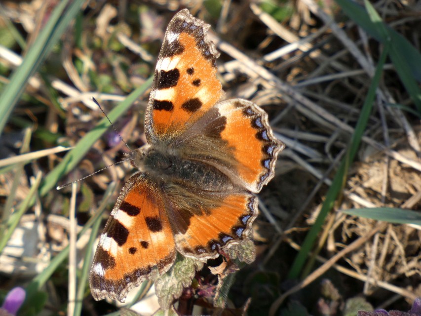 Nymphalis urticae - kis rókalepke