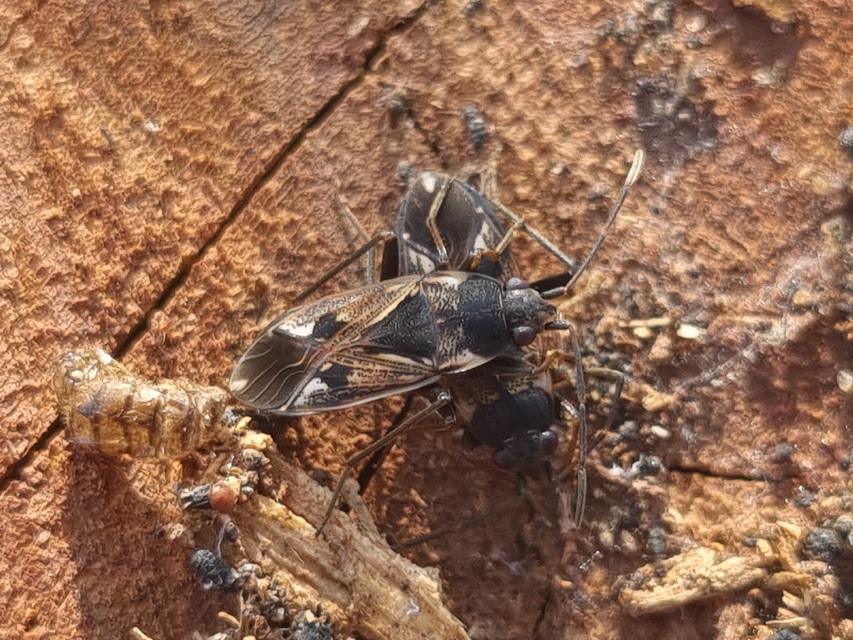 Rhyparochromus vulgaris - közönséges díszesbodobács