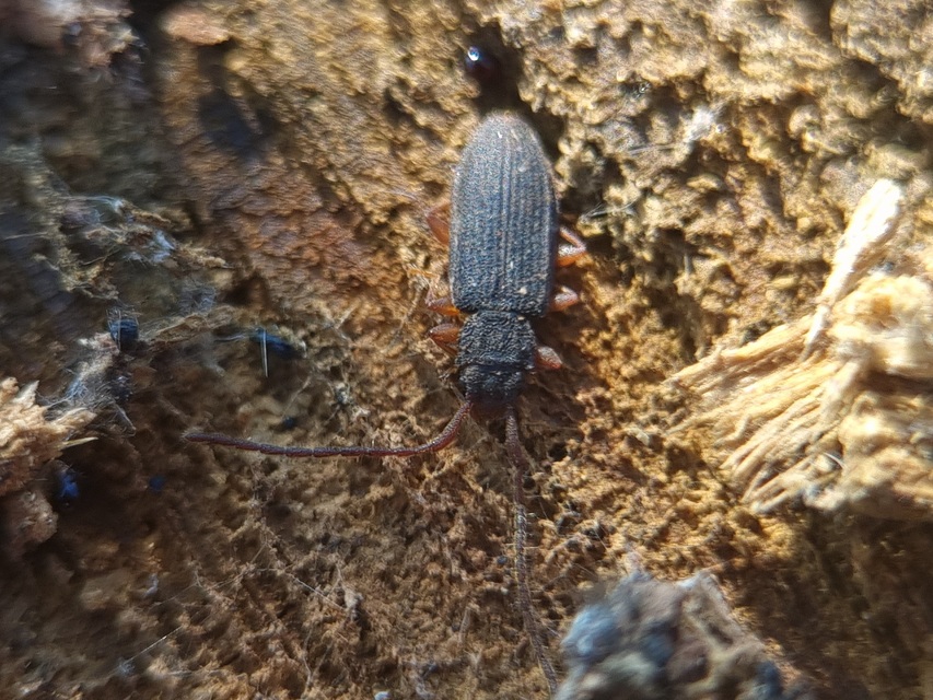 Uleiota planatus - hosszúcsápú fogasnyakú-lapbogár