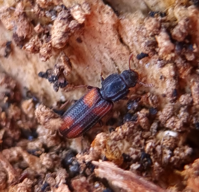 Bitoma crenata - szalagos héjbogár
