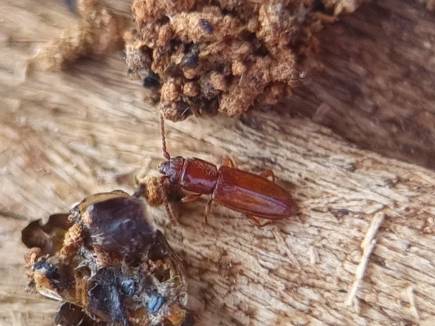 Laemophloeidae - szegélyeslapbogár-félék