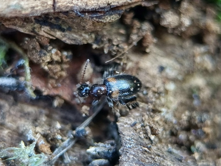 Hirticollis hispidus - szőrös fürgebogár