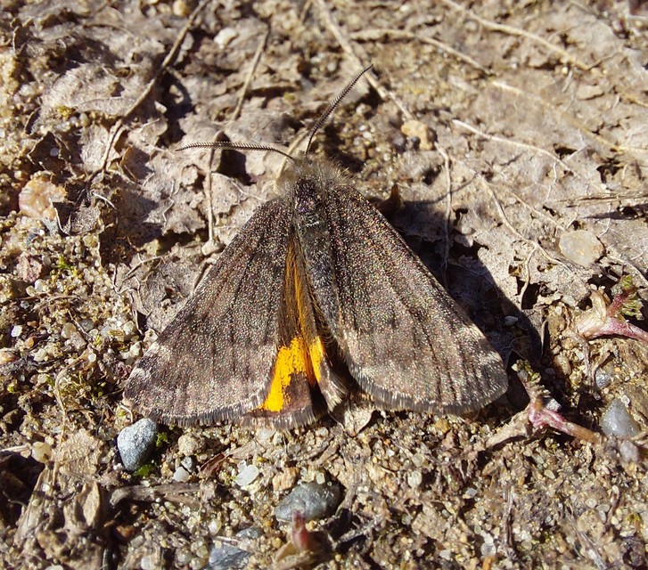 Boudinotiana notha - vörhenyes nappaliaraszoló