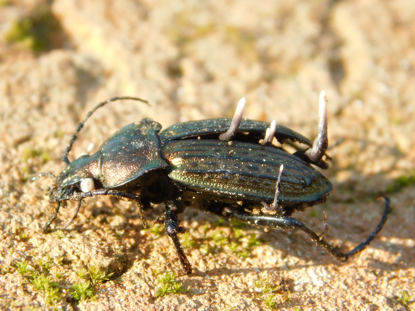 Carabus ulrichii - rezes futrinka