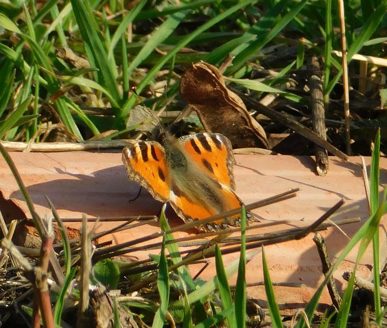 Nymphalis urticae - kis rókalepke