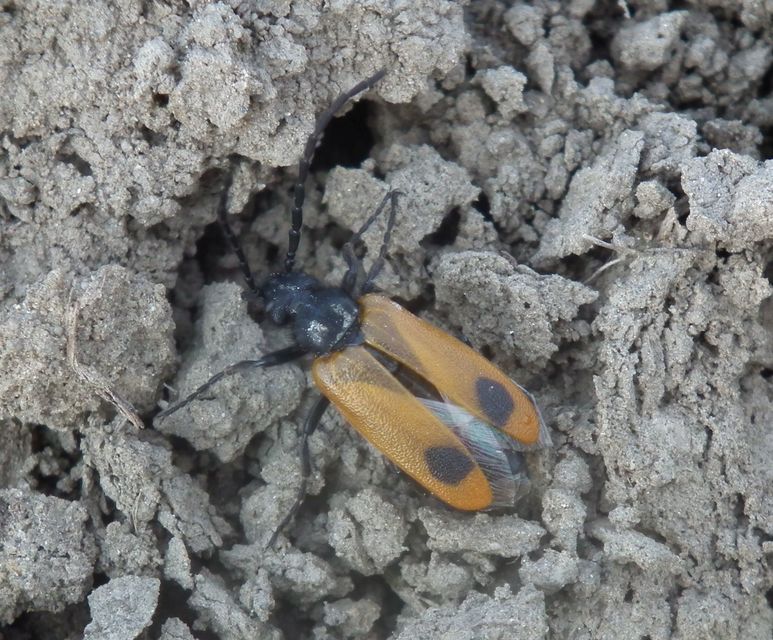 Apalus bimaculatus - kétfoltos élősdibogár