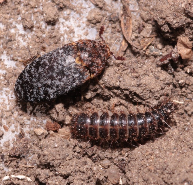 Dermestes undulatus - márványos porva Dermestes undulatus - márványos porva
