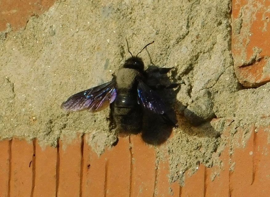 Xylocopa violacea - kék fadongó