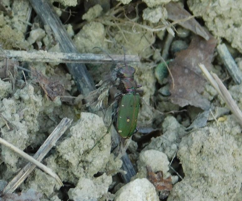 Cicindela campestris - mezei homokfutrinka