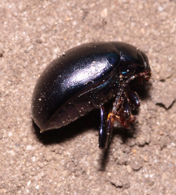 Chrysolina sturmi - vöröslábú levelész