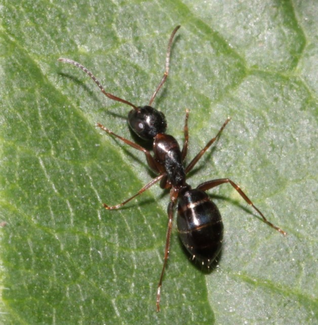 Camponotus fallax - ligeti lóhangya