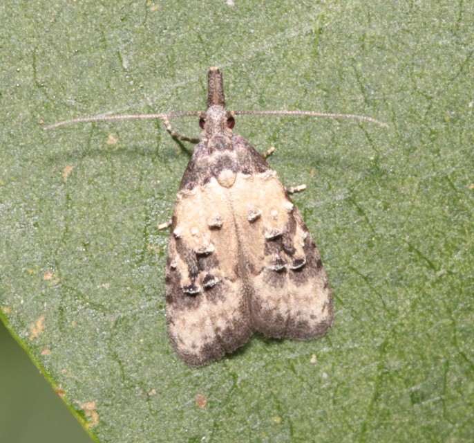 Carposina scirrhosella - közönséges csipkebogyómoly
