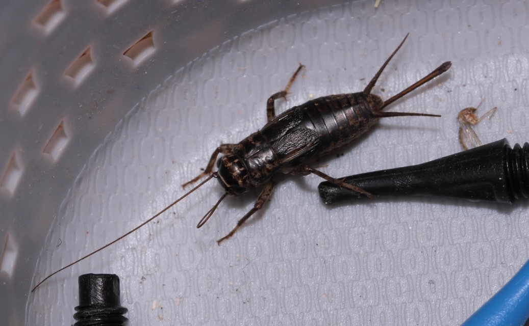 Modicogryllus truncatus - déli homlokjegyestücsök