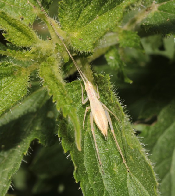 Oecanthus pellucens - pirregőtücsök