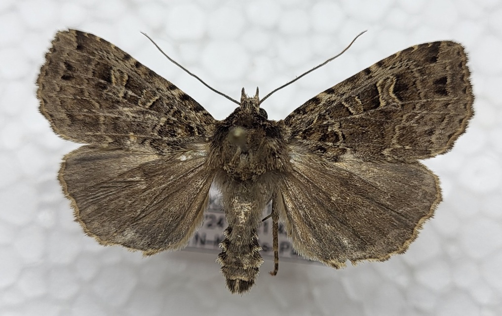 Naenia typica - hálózatos sóskabagoly